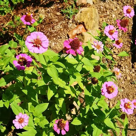 Costamagna Gospodarstwo agroturystyczne Noli